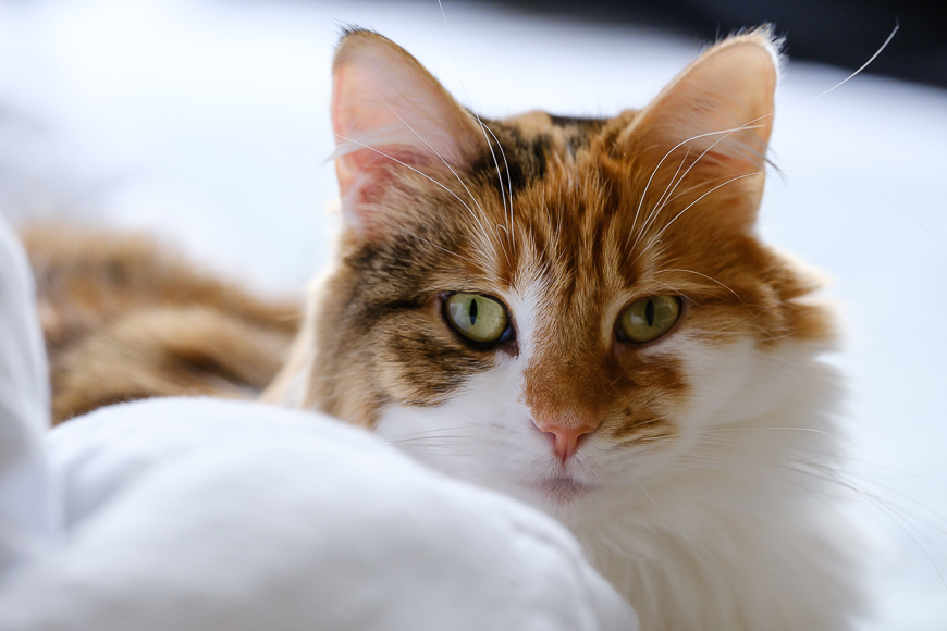 A close-up of a fluffy, long-haired brown and white cat with green eyes, lying on a soft, white surface, looking directly at the camera.
