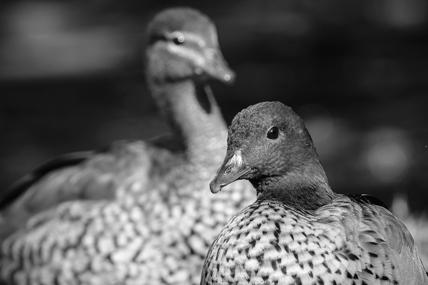 Two patterned ducks in black and white. One duck is in the foreground looking at the camera, and the other is blurred in the background.