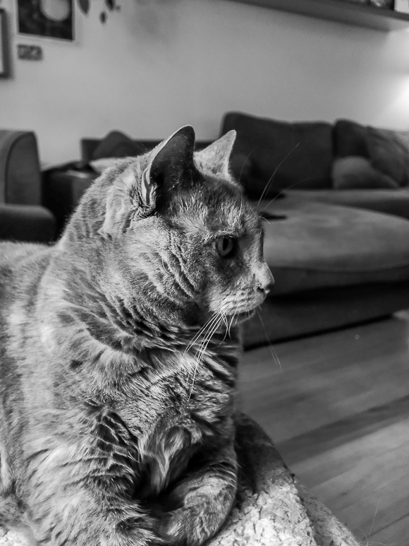 Gray tabby cat sitting indoors on a couch, looking to the right in a well-lit living room. The image is in black and white.
