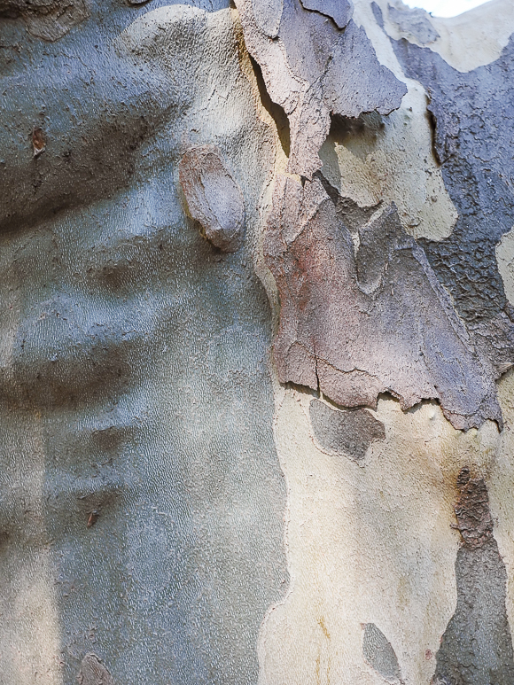 Close-up of tree bark with peeling layers in shades of gray, brown, and beige, revealing smooth and rough textures.
