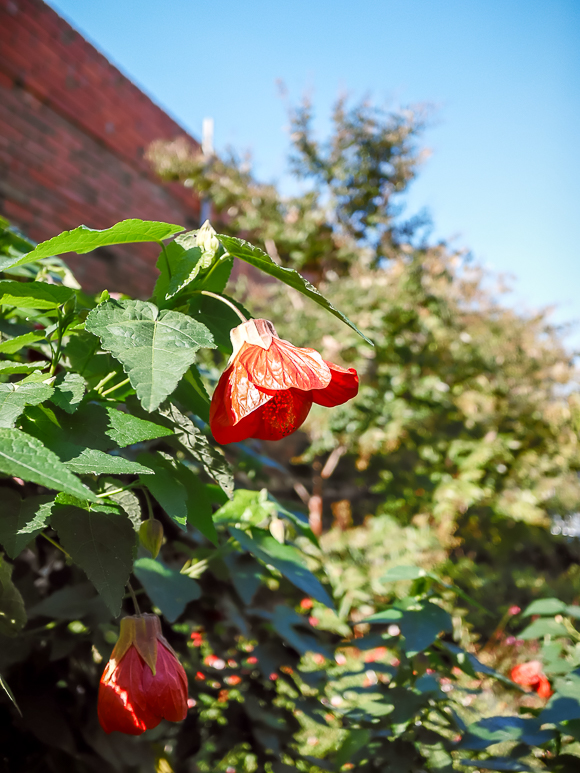 Red flower buds and green leaves in the foreground with a blurry garden and blue sky in the background.