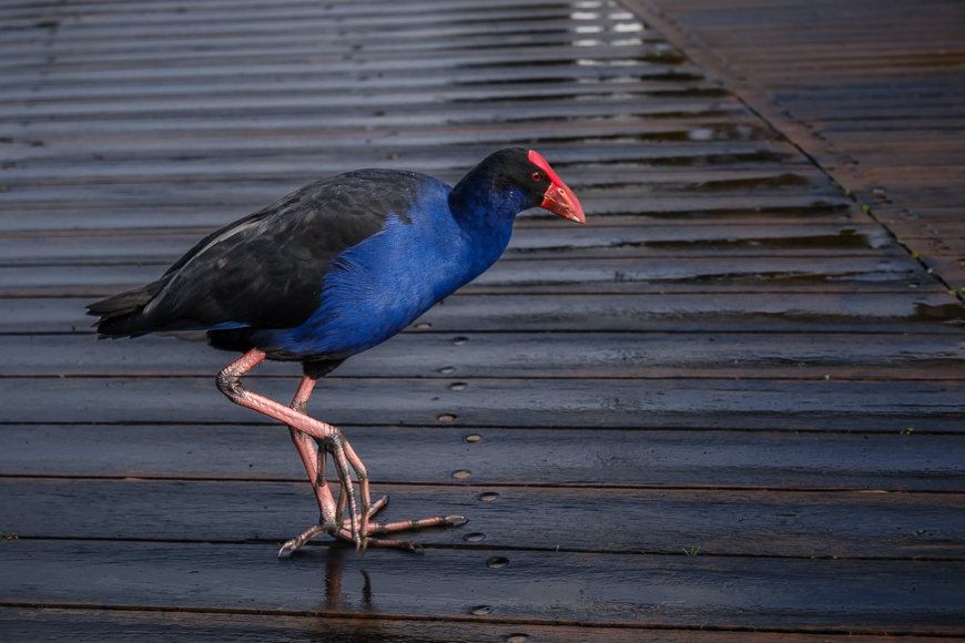 A purple swamphen with vibrant blue and black plumage and a red beak walks on wet wooden planks.