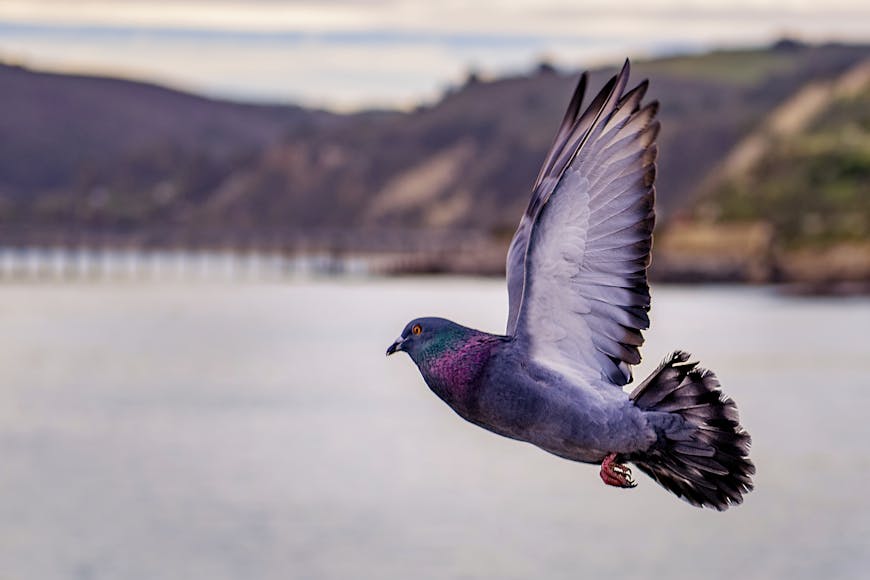 A pigeon with iridescent feathers is captured mid-flight over a body of water, with blurred hills and a bridge in the background.