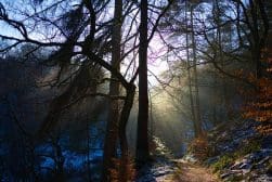 Sunlight filters through the trees in a forest, casting shadows on the snow-dusted ground and highlighting patches of orange foliage.