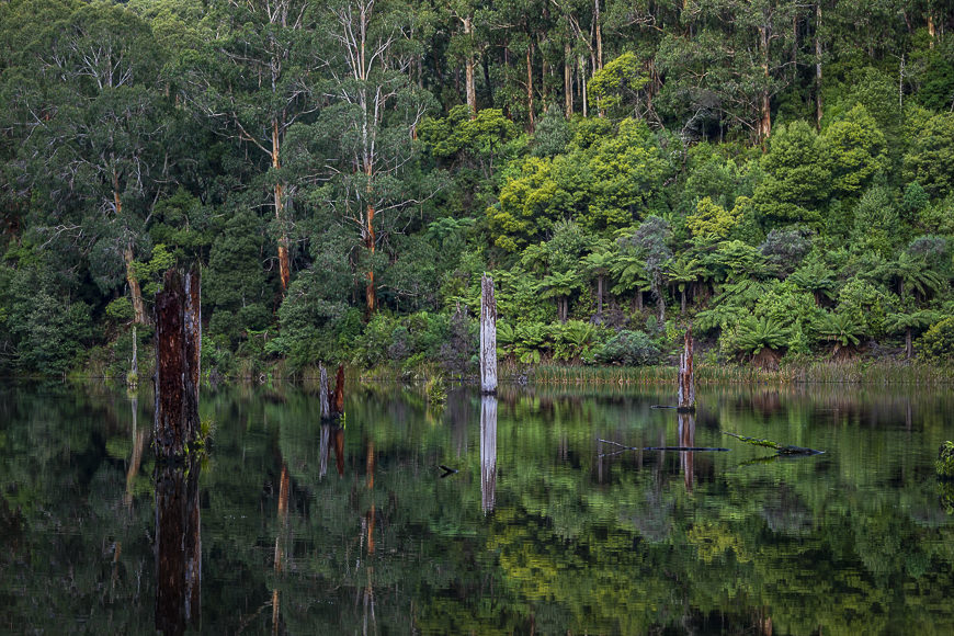 A calm forest lake with tree stumps emerging from the water, surrounded by dense green foliage and tall trees, with reflections visible on the surface.