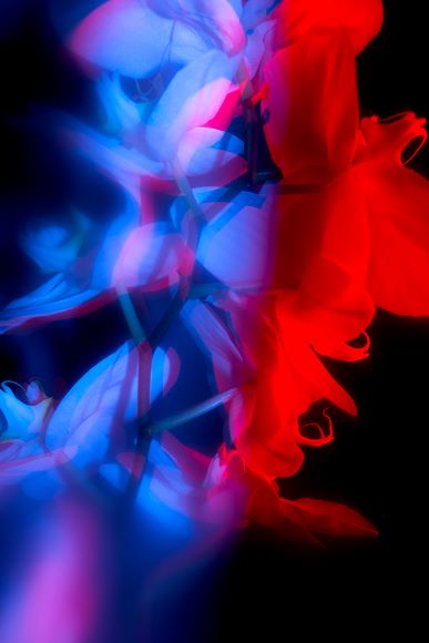 Close-up of flowers illuminated with vibrant blue and red lighting, creating a dramatic and abstract visual effect against a black background.