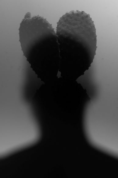 A shadowy silhouette of a person with two cactus pads positioned behind their head, creating the illusion of cactus ears.