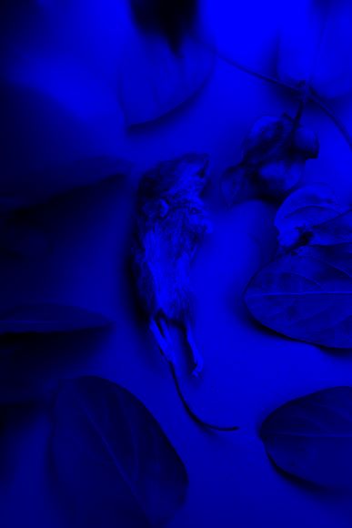 A dead mouse lies surrounded by leaves, illuminated by deep blue lighting.